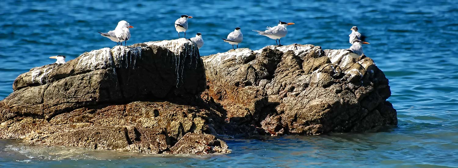 Seabirds at La Ropa